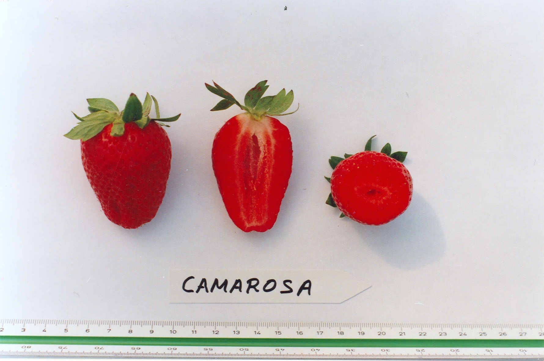 Camarosa Early Short Day Strawberry – EVERGREEN