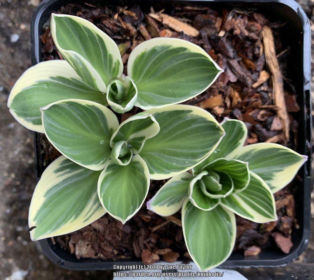 Funny Mouse Hosta
