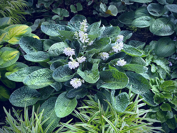 Deep Blue Sea Hosta Plants online shopping