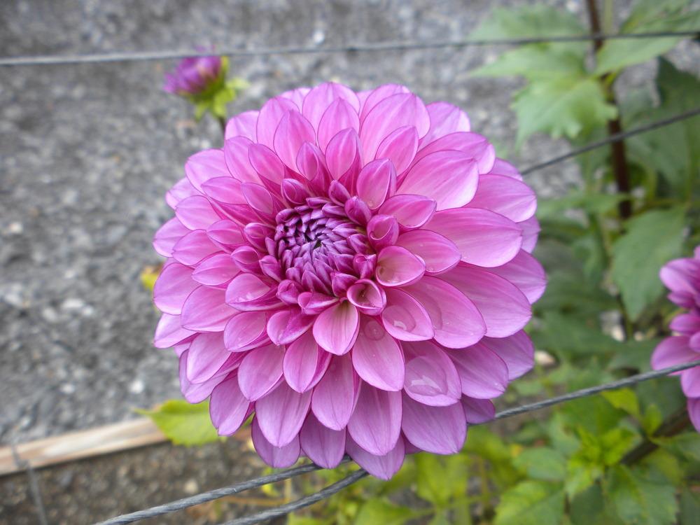 Ted’s Choice Dahlia