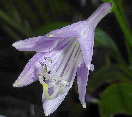 Paradise Puppet Hosta