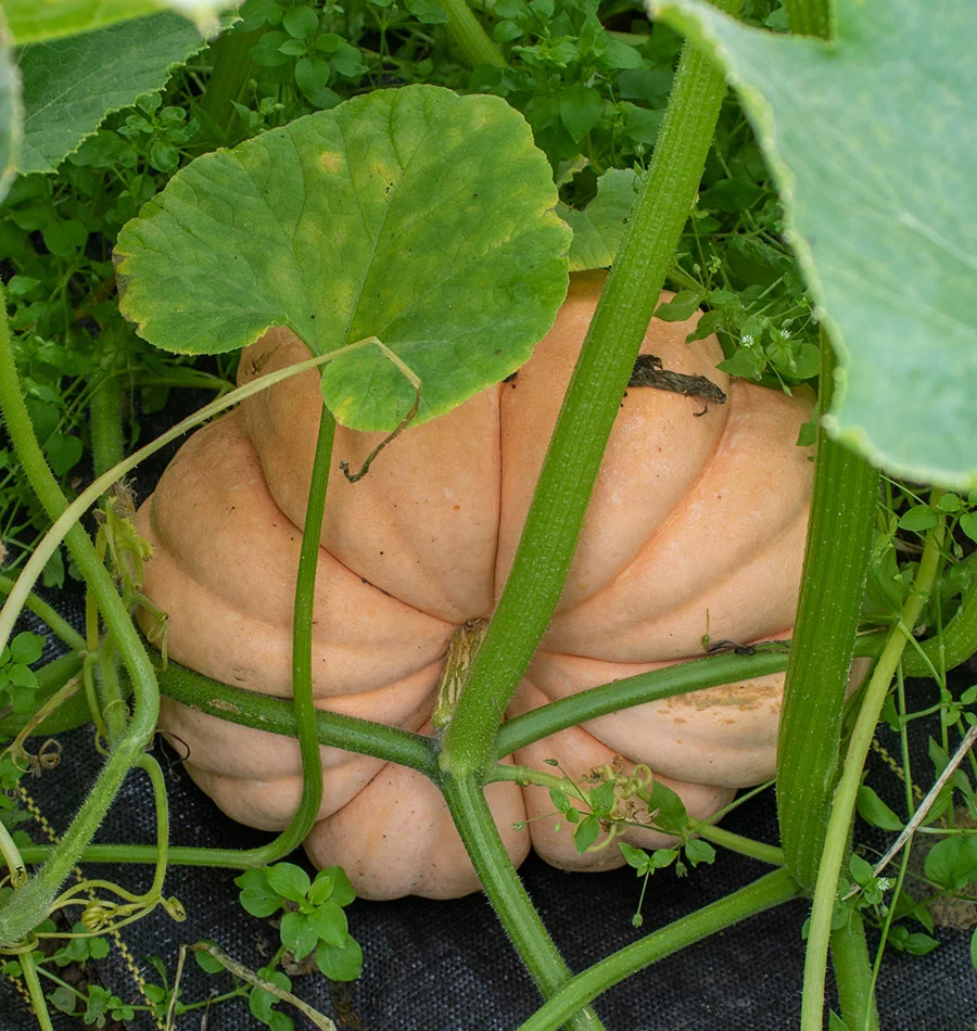 Moranga Pumpkin