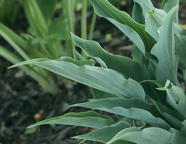 Kempen Sky High Hosta Plants online shopping