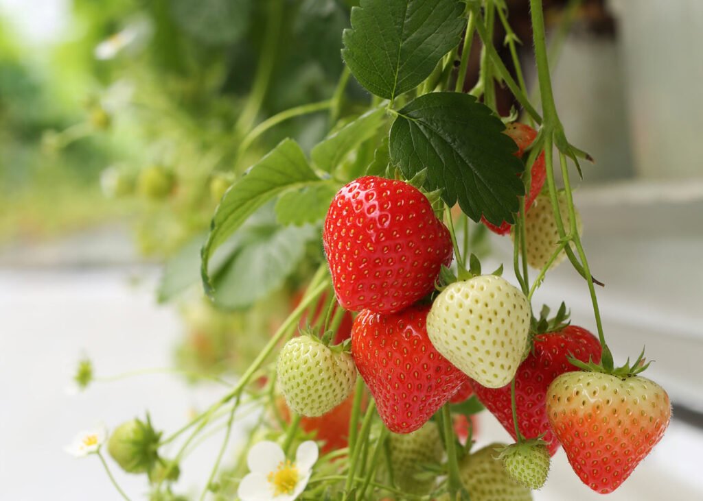 Sonata Mid Season Strawberry