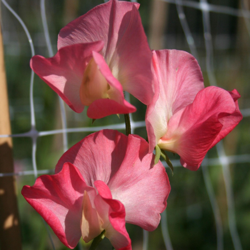 Valerie Harrod Sweet Pea