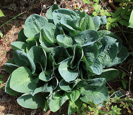 Waukon Water Hosta Plants online shopping