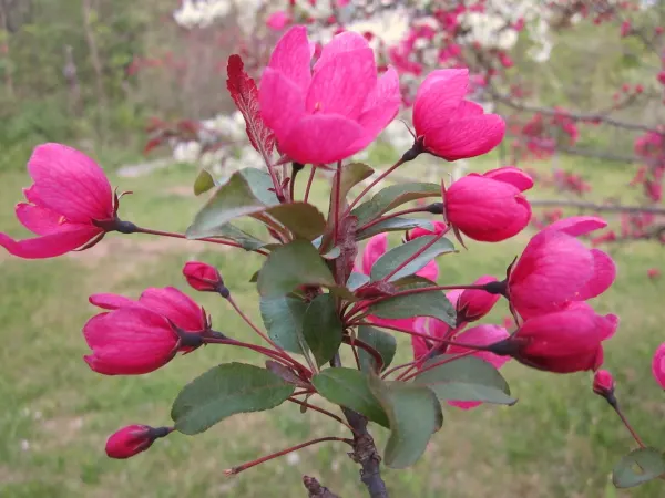Prairifire Crabapple