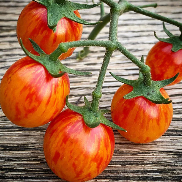 Sunrise Bumble Bee Organic Tomato