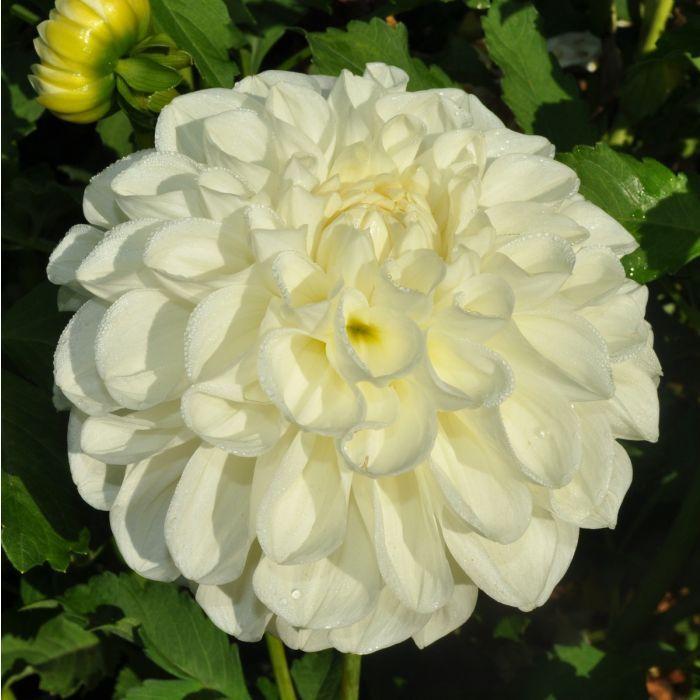 Solo Dahlia