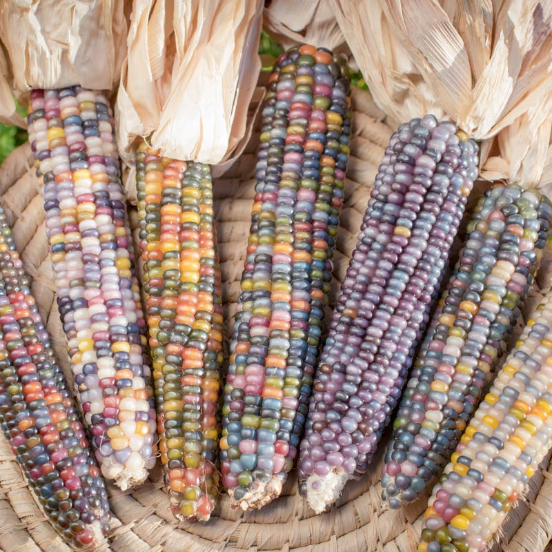 Glass Gem Organic Corn