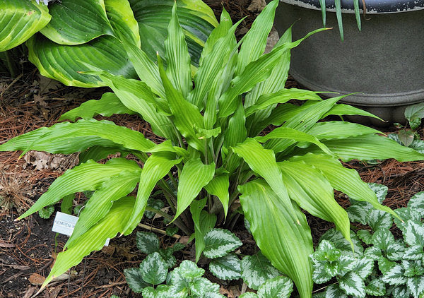 Kempen Waving Shadow Hosta Plants online shopping