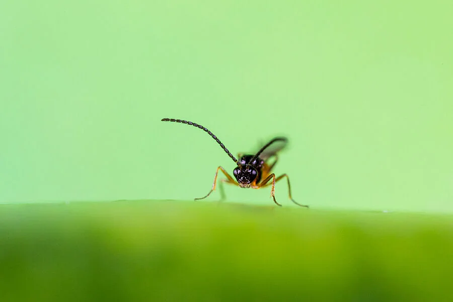 Aphipar Parasitic Wasp
