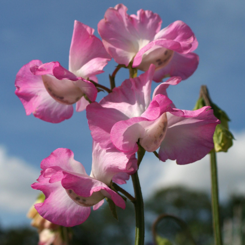 Gwendoline Sweet Pea