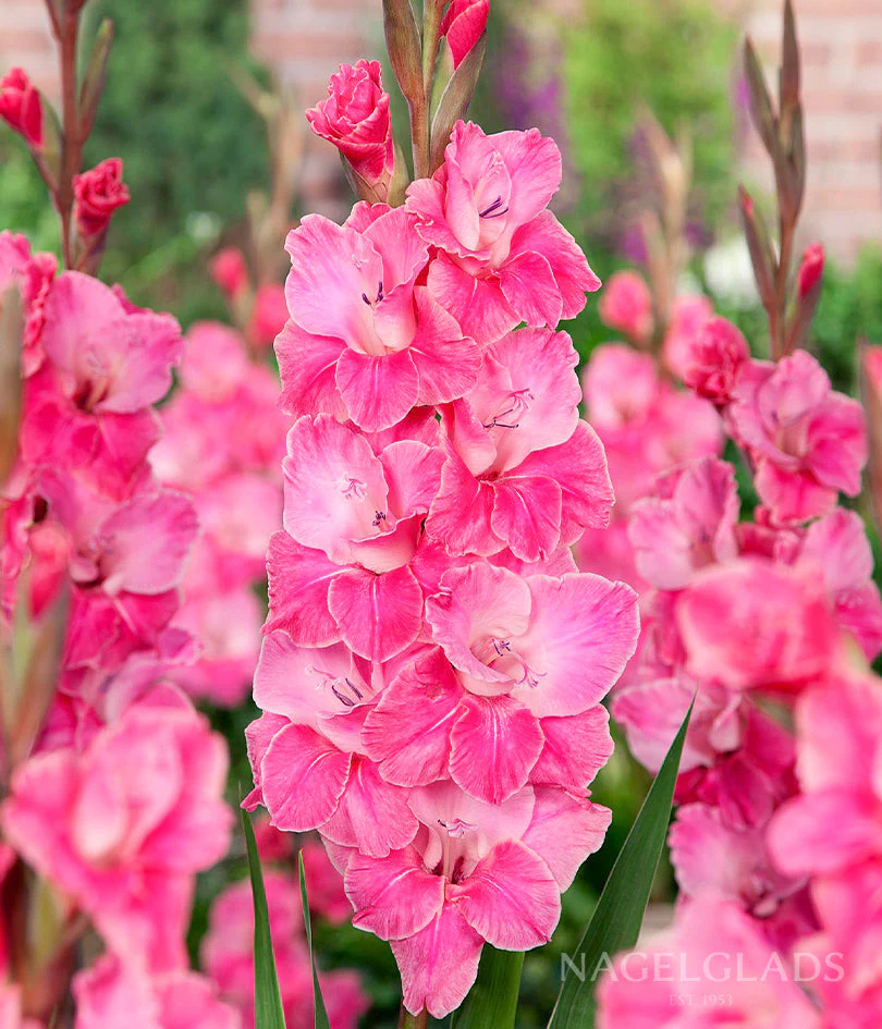 Pink Event Gladiolus Corms