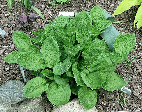 Goober Hosta Plants online shopping
