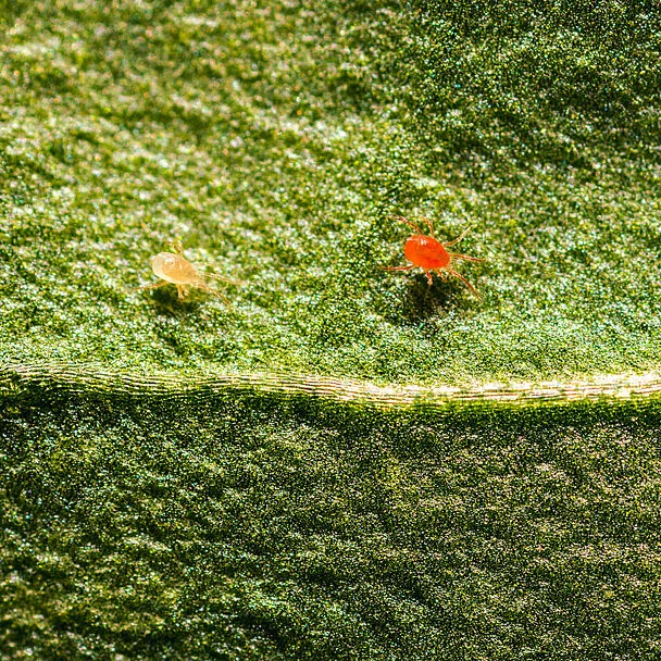 Tetrago Predatory Mite