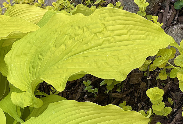 Honeydripper Hosta Plants online shopping