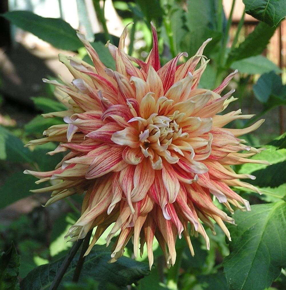 Maniac Dahlia