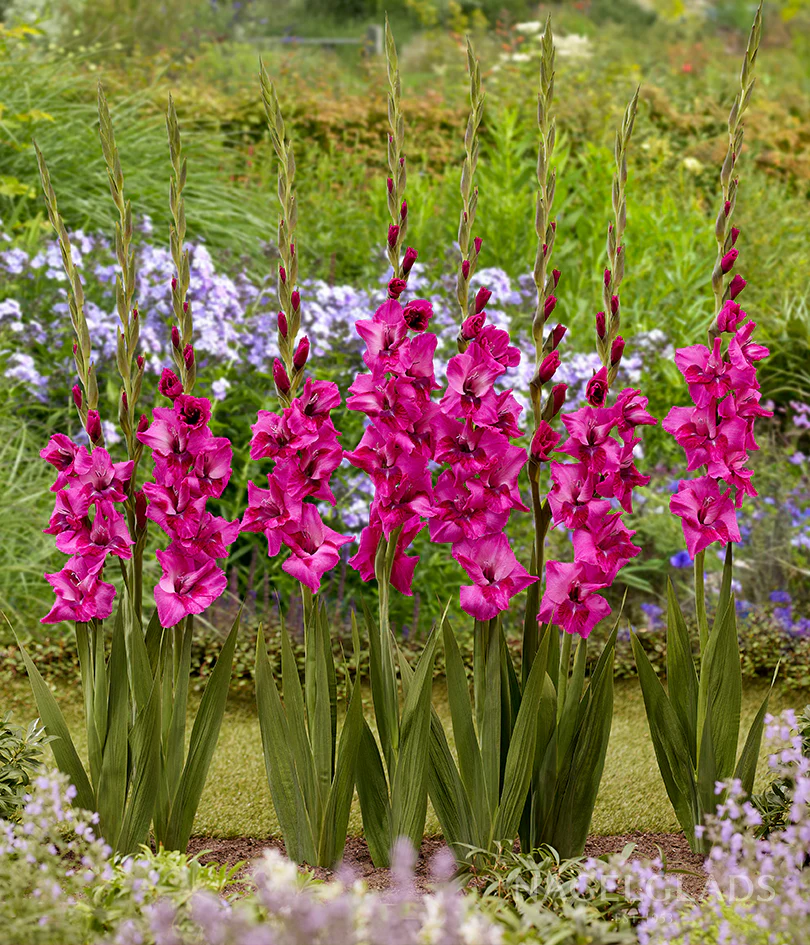 Evident Gladiolus Corms