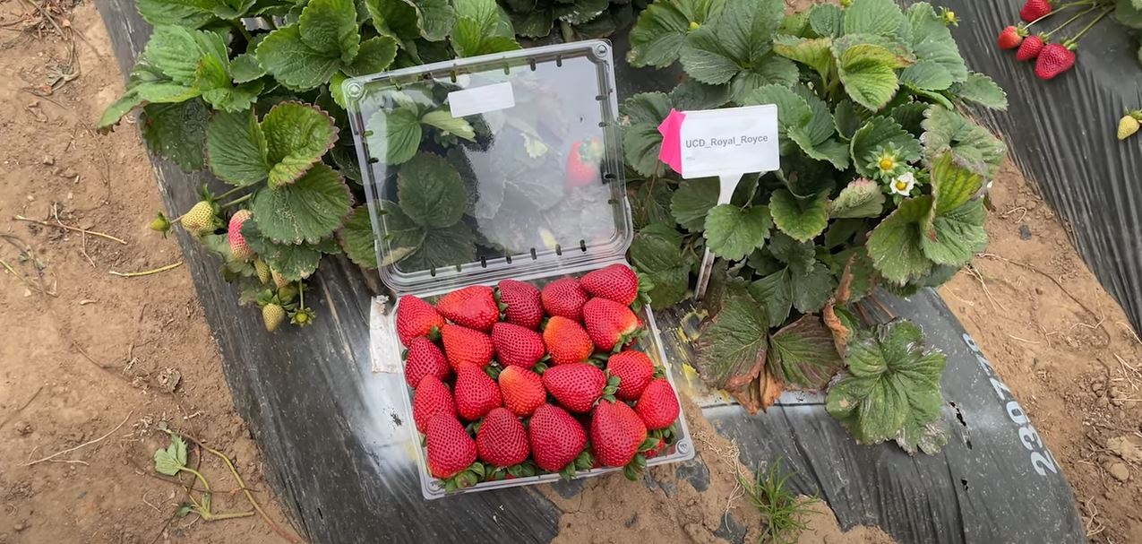 Royal Royce Day Neutral Strawberry