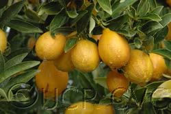 Centennial Variegated Kumquat Plant citrus plant material online shopping