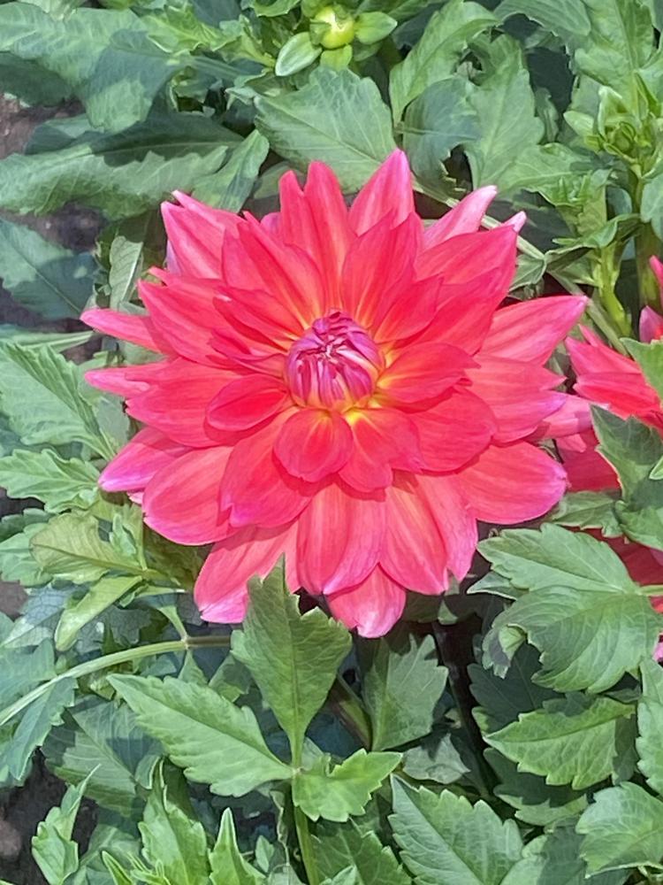 Cooper Blaine Dahlia Plants online shopping