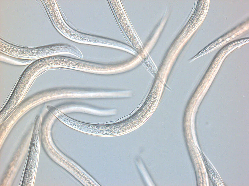Capsanem Beneficial Nematode