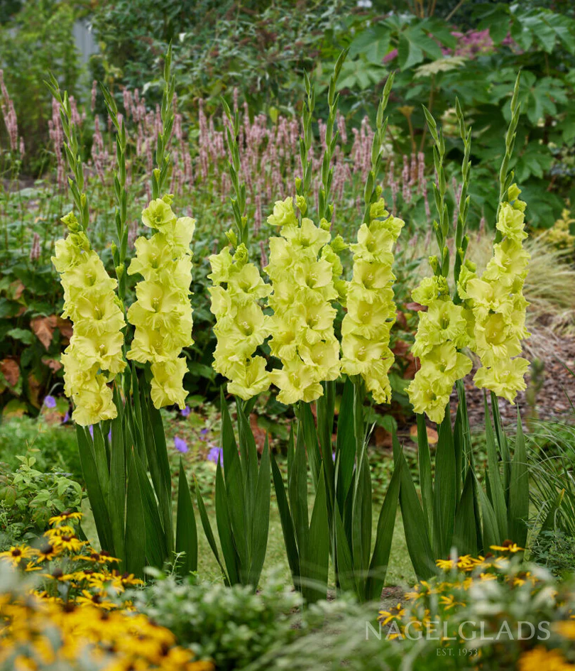 Kio Gladiolus Corms