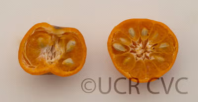 Suenkat Mandarin Seed citrus plant material online shopping