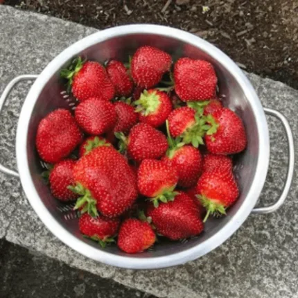 Dickens Mid Season Strawberry