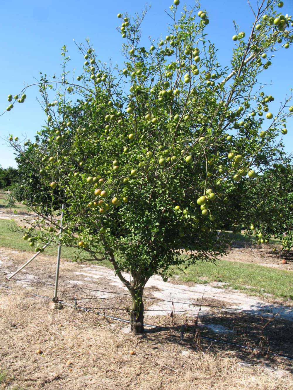 Kuharski Citrange Seed citrus plant material online shopping