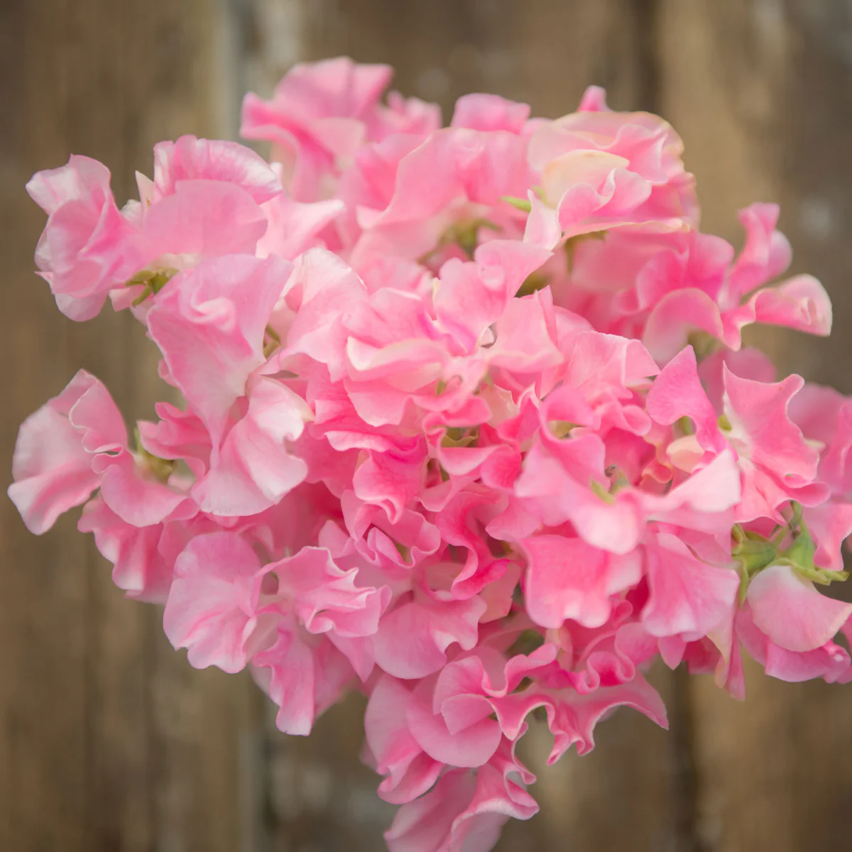 Mrs Bernard Jones Sweet Pea seeds online shopping