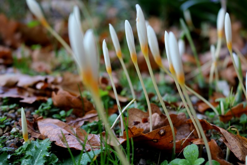 Ochroleucus Fall Flowering Crocus Corms