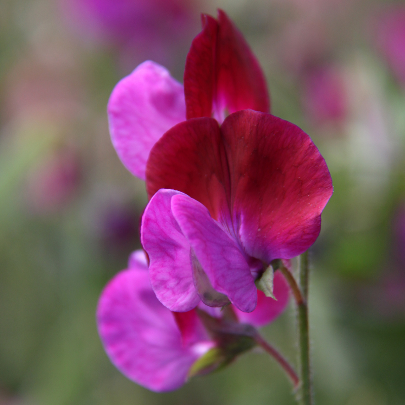 Cupani Wild Italian Sweet Pea