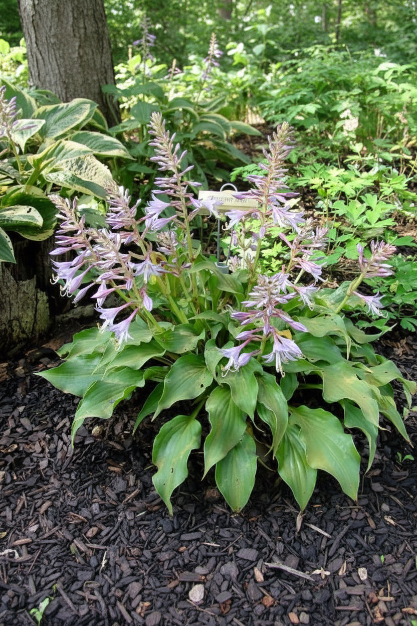 Raspberry Sorbet Hosta Plants online shopping