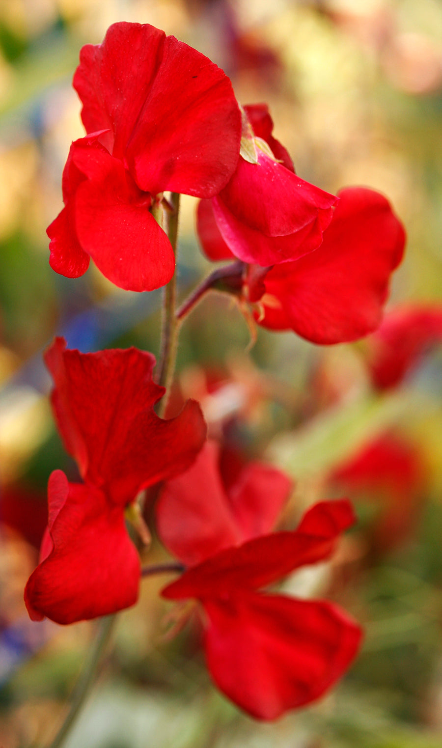 Solstice Crimson Sweet Pea seeds online shopping