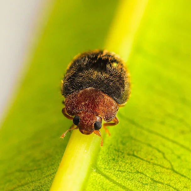 Rhyzobug Predatory Beetle