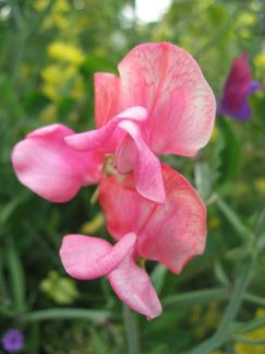 Miss Willmott Heirloom Sweet Pea seeds online shopping