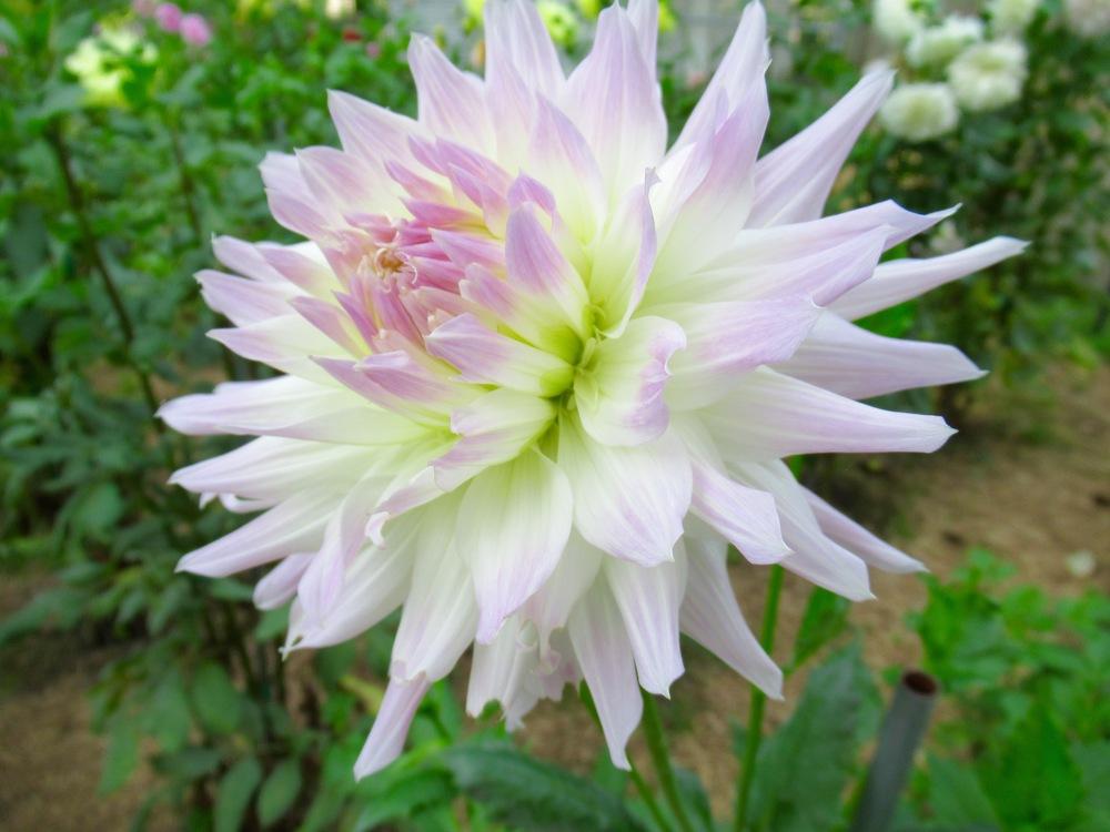 Magic Moment Dahlia