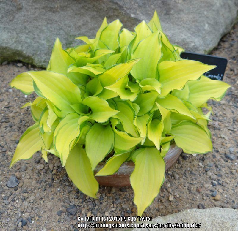 Cracker Crumbs Hosta
