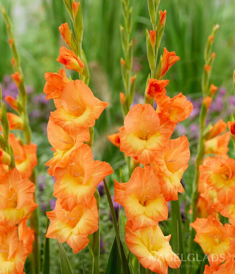 Flaming Sunrise Gladiolus Corms