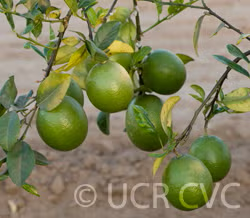 New Zealand Lemonade Hybrid Lemon Budwood citrus plant material online shopping