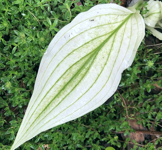 Zebra Stripes Hosta Plants online shopping