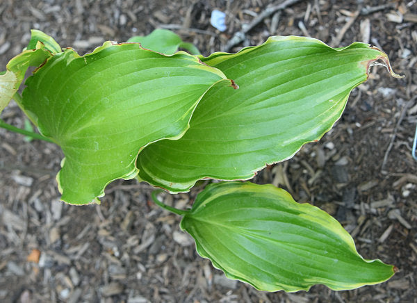 Quicksand Hosta Plants online shopping