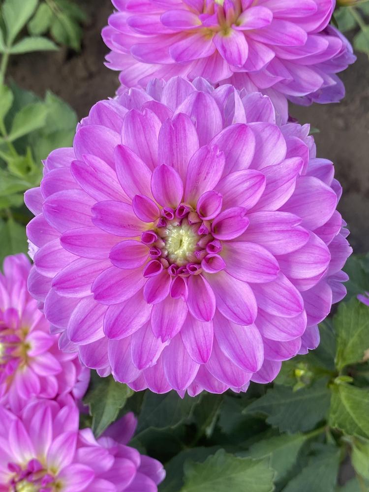 Little Blessings Dahlia
