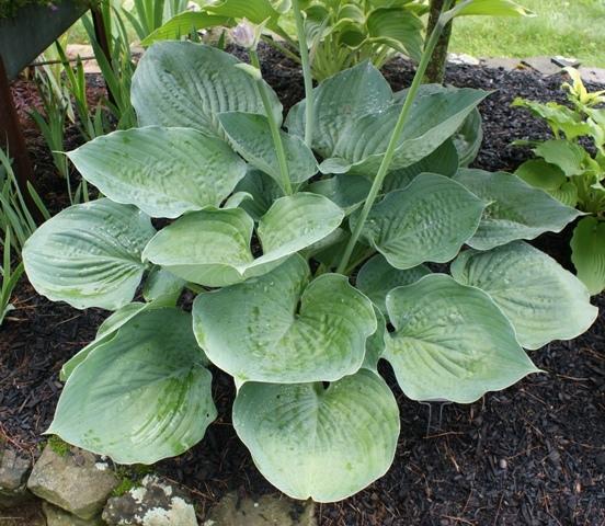 Blue Dolphin Hosta Plants online shopping