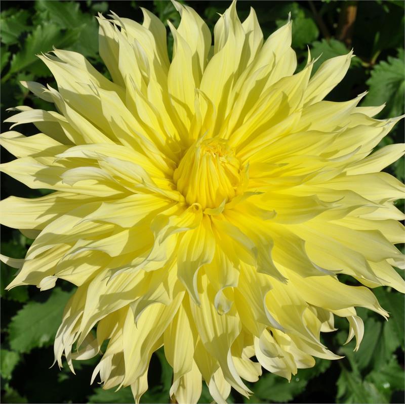 Ponderosa Dahlia