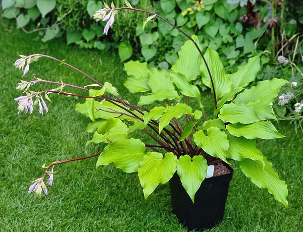 Valley’s Pavlova Hosta Plants online shopping