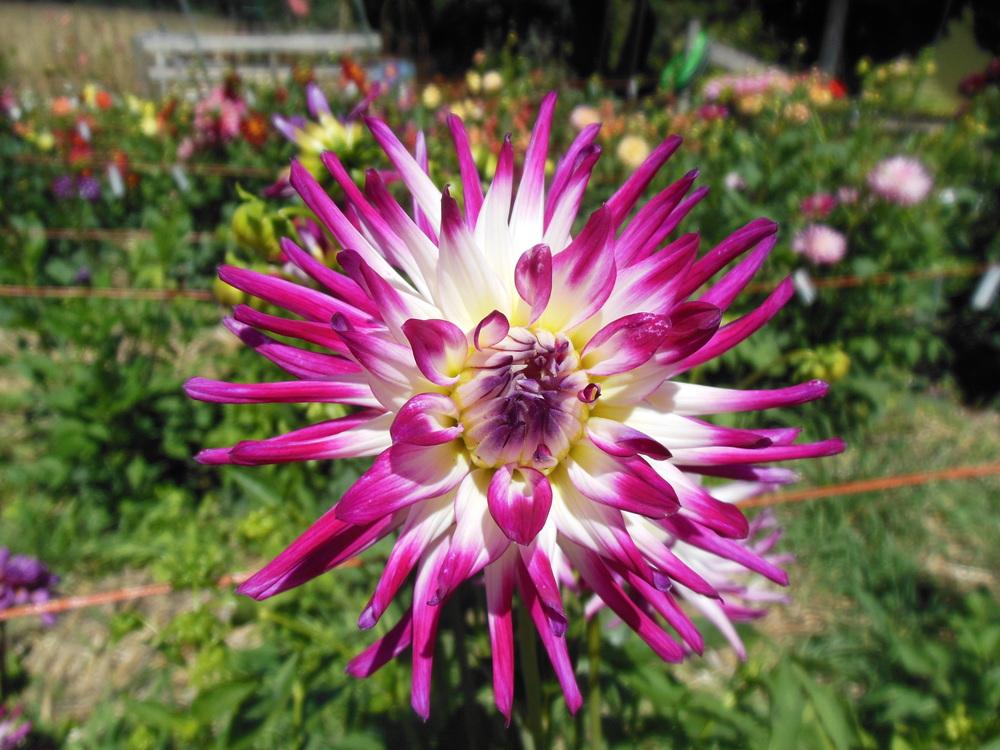 Tanjoh Dahlia