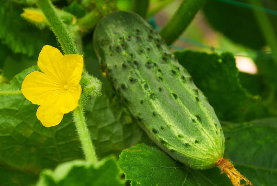 Mercury F1 Cucumber